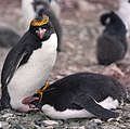 Macaroni Penguin Eudyptes chrysolophus