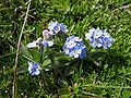 Myosotis alpestris