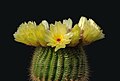 Image 6 Parodia tenuicylindrica Photo: Laitche Parodia tenuicylindrica is a small species of cactus native to the Rio Grande do Sul region of Brazil. It grows 4–8 cm (1.6–3.1 in) in height and 2–3 cm (0.8–1.2 in) in width. It has yellow and red-brown spines, white wool and yellow flowers. It produces yellow-green fruit and black seeds. More selected pictures