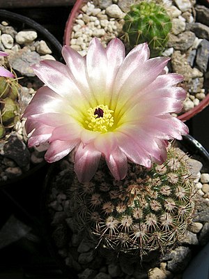 Parodia rutilans