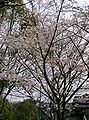 Prunus × yedoensis in fiore.