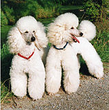 White Poodles