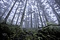 Image 47Virgin forest about 2,500 m (8,200 ft) above sea level in Shennongjia Forestry District, Hubei, China (from Old-growth forest)