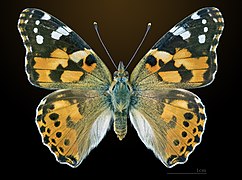 Vanessa cardui