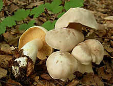 2005-09-25 Entoloma sinuatum cropped.jpg