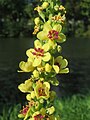 Verbascum nigrum