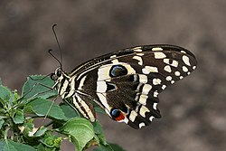 Papilio demodocus (von Muhammad Mahdi Karim)