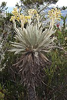 Espeletia grandiflora (Asteraceae)