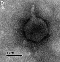 Roseovarius-Virus RPP1, Schitoviridae