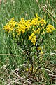 Genista germanica