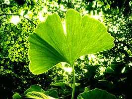 Ginkgoaceae