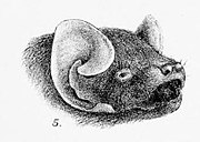 Drawing of bat head