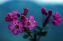 A cluster of pink flowers that have five overlapping petals. Two in the foreground are focused, while numerous flowers and small leaves in the background are blurry. Each flower has many long, black stamens that are as long as their petals.