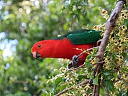 Red parrot with green wings