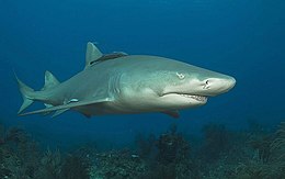 Lemon shark2.jpg