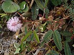 Blad veerdelig Kruidje-roer-mij-niet (Mimosa pudica)