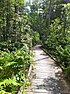 Forested boardwalk