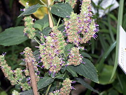 Pačiulis (Pogostemon cablin)