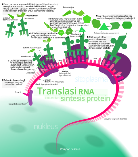 Proses translasi dari mRNA sebagai bagian dari sintesis protein pada sel eukariota.