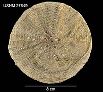 Test de Sperosoma obscurum.