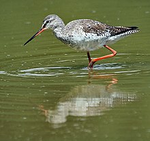 Spotted Redshank (Tringa erythropus) at Bharatpur I IMG 5552.jpg