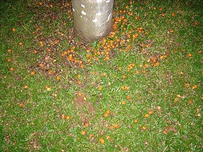 Fruiting palm in a city park in São Paulo, Brazil