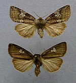 Tethea or – Specimen