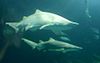 Sand tiger sharks in the ocean tank