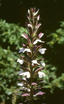 Acanthus mollis 1.jpg