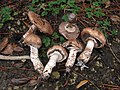 Agaricus fuscofibrillosus