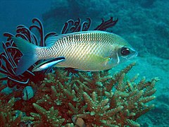 Chromis xanthochira