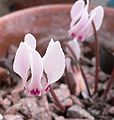 Cyclamen cyprium