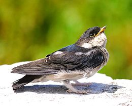 three swallow-like birds with black upperparts and white underparts standing on muddy ground