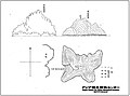 Immediately following the Battle of Tsushima the Japanese Warship Hashidate surveyed Dokdo again in June 1905. The result was this survey map of Dokdo showing the Japanese Imperial Navy's plans for a watchtower, communications post and observation point.