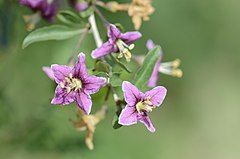 Ordinara licio (Lycium barbarum)