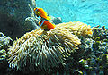 Amphiprion nigripes