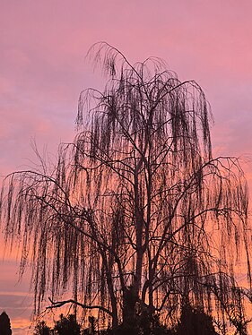 Morgenröte mit Birke im Dezember