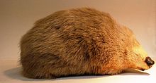 Stuffed giant golden mole on display