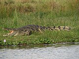 Crocodylus niloticus