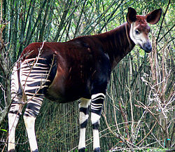 En okapi i Disneys Animal Kingdom