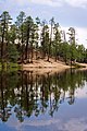 Ponderosa Pine Forest surrounding Rose Canyon Lake