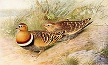 Painted sandgrouse