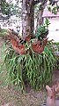 Platycerium bifurcatum from the Mendut Temple, Indonesia