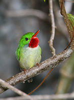 Jamaican Tody