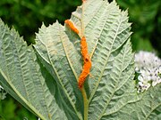 Sori fungini del Meadowsweet Rust gall.