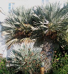 Trithrinax campestris.jpg