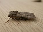 Agrotis segetum – seitlich