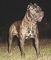 American bandogge: 730 psi (52,1 kg/cm2)