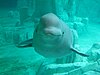 Beluga whale in the arctic tank