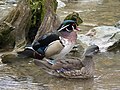 Casal de pato-carolino.